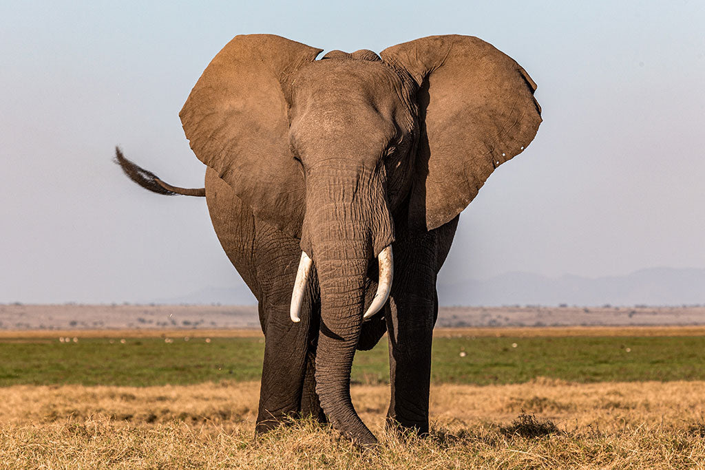 how to help support elephants