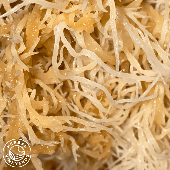 PREMIUM RAW SEA MOSS